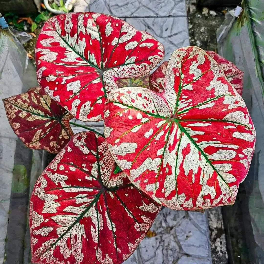 Sementes Raras de Caladium Rubi Nevado - Kit 100 Unidades + Manual Completo + Frete Grátis