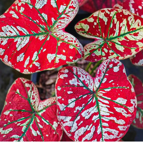 Sementes Raras de Caladium Rubi Nevado - Kit 100 Unidades + Manual Completo + Frete Grátis