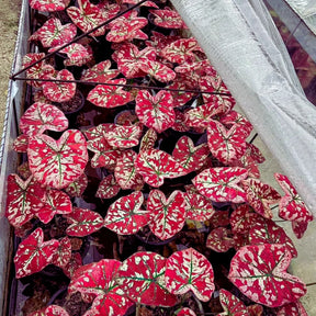Sementes Raras de Caladium Rubi Nevado - Kit 100 Unidades + Manual Completo + Frete Grátis