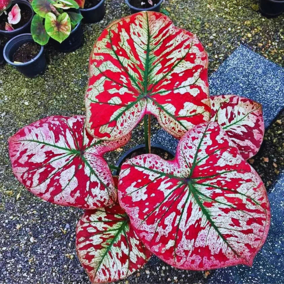 Sementes Raras de Caladium Rubi Nevado - Kit 100 Unidades + Manual Completo + Frete Grátis