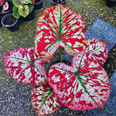 Sementes Raras de Caladium Rubi Nevado - Kit 100 Unidades + Manual Completo + Frete Grátis