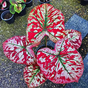 Sementes Raras de Caladium Rubi Nevado - Kit 100 Unidades + Manual Completo + Frete Grátis