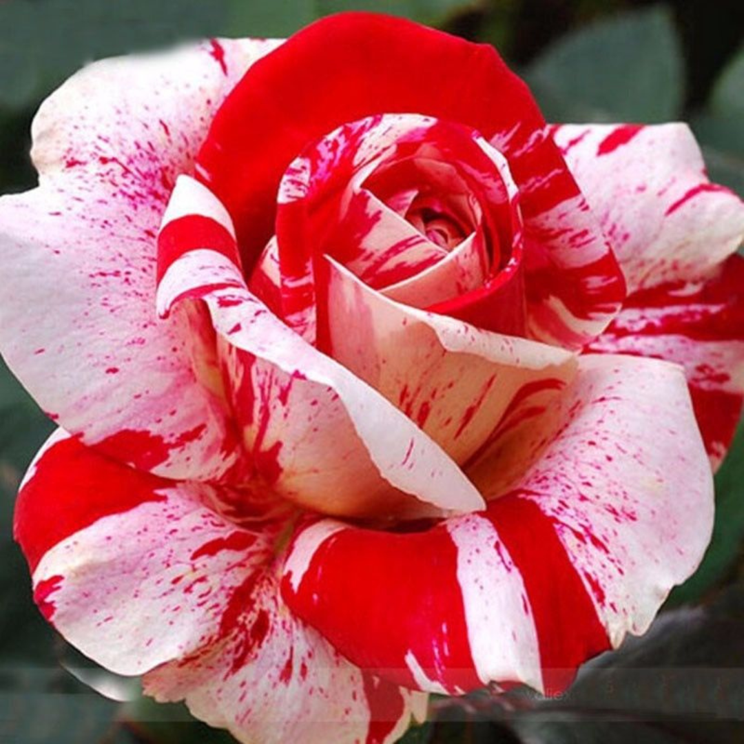 Rosas Tigers - Kit com 300 Sementes + Manual de Cultivo + Frete Grátis