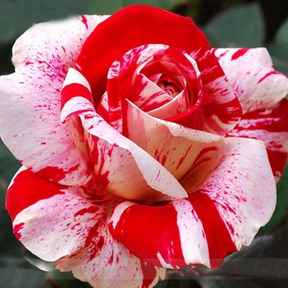 Rosas Tigers - Kit com 300 Sementes + Manual de Cultivo + Frete Grátis