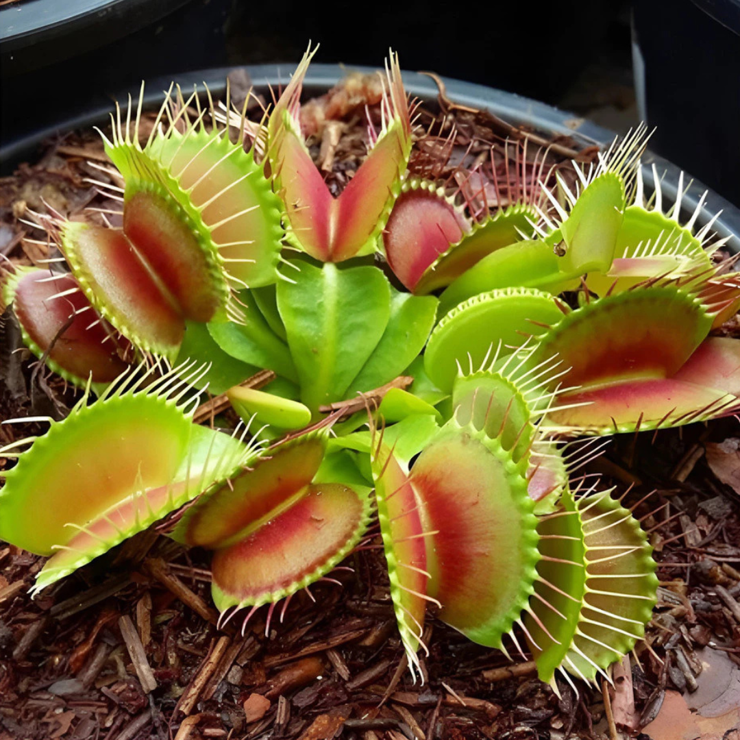Planta Carnívora Vênus Papa-Moscas – Sementes de Dionaea Muscipula para Cultivar em Vaso"