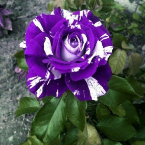 Rosas Tigers - Kit com 300 Sementes + Manual de Cultivo + Frete Grátis