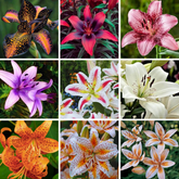 Flores de lírio - Sementes para fazer mudas