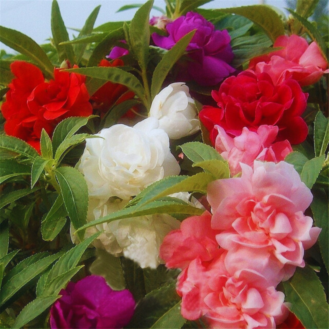 Beijo-de-Frade Dobrado – 400 Sementes de Impatiens Flor de Camélia