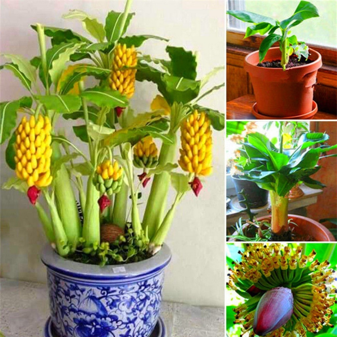 Mini Bananeira – 100 Sementes Raras - Perfeita para Cultivo em Vaso ou Estilo Bonsai