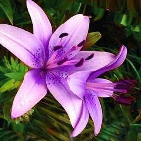 Flores de lírio - Sementes para fazer mudas