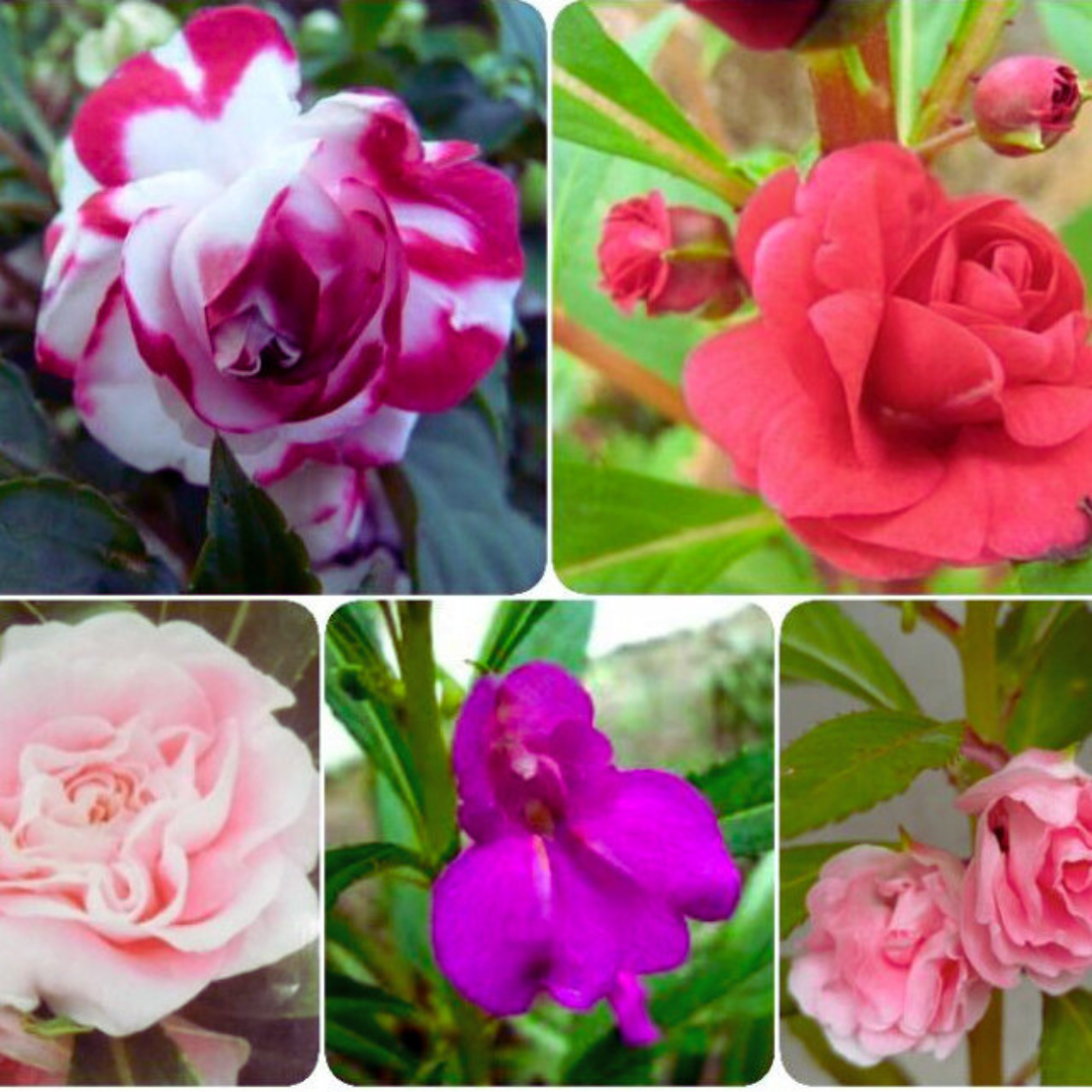 Beijo-de-Frade Dobrado – 400 Sementes de Impatiens Flor de Camélia