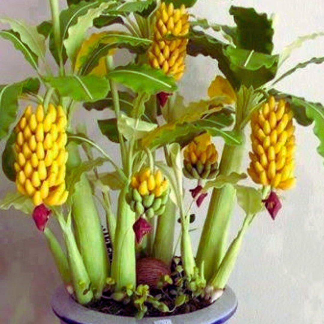 Mini Bananeira – 100 Sementes Raras - Perfeita para Cultivo em Vaso ou Estilo Bonsai
