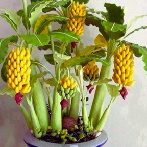 Mini Bananeira – 100 Sementes Raras - Perfeita para Cultivo em Vaso ou Estilo Bonsai