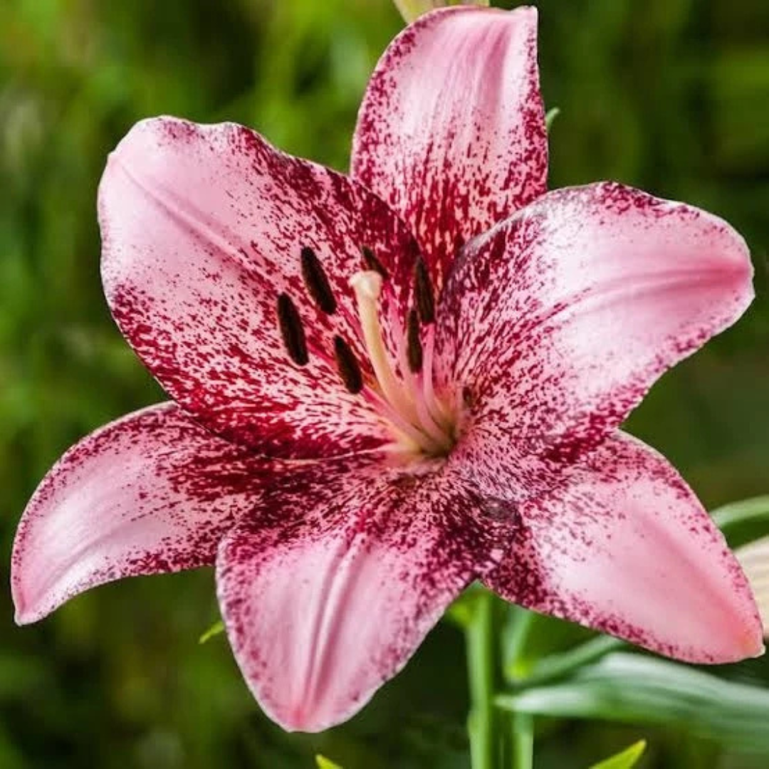Flores de lírio - Sementes para fazer mudas