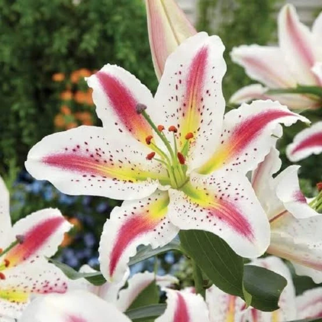 Flores de lírio - Sementes para fazer mudas