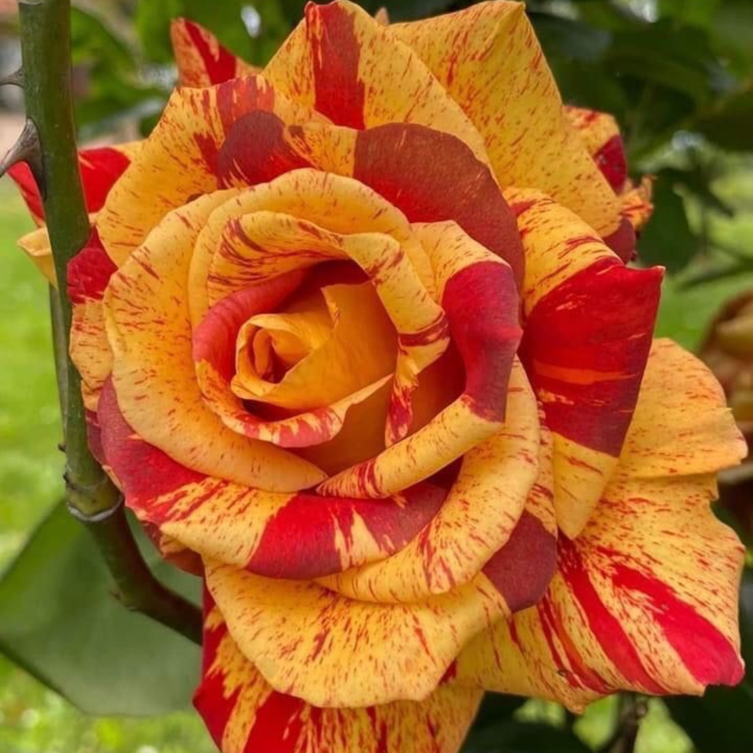 Rosas Tigers - Kit com 300 Sementes + Manual de Cultivo + Frete Grátis