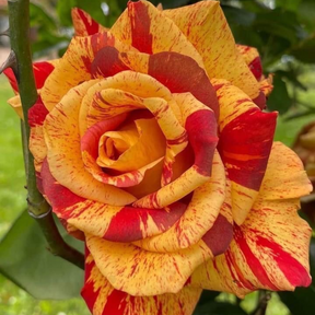 Rosas Tigers - Kit com 300 Sementes + Manual de Cultivo + Frete Grátis