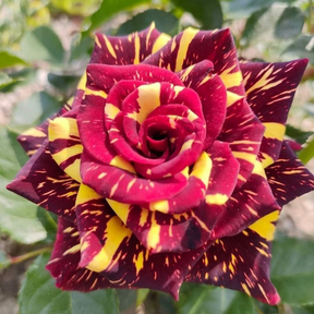 Rosas Tigers - Kit com 300 Sementes + Manual de Cultivo + Frete Grátis