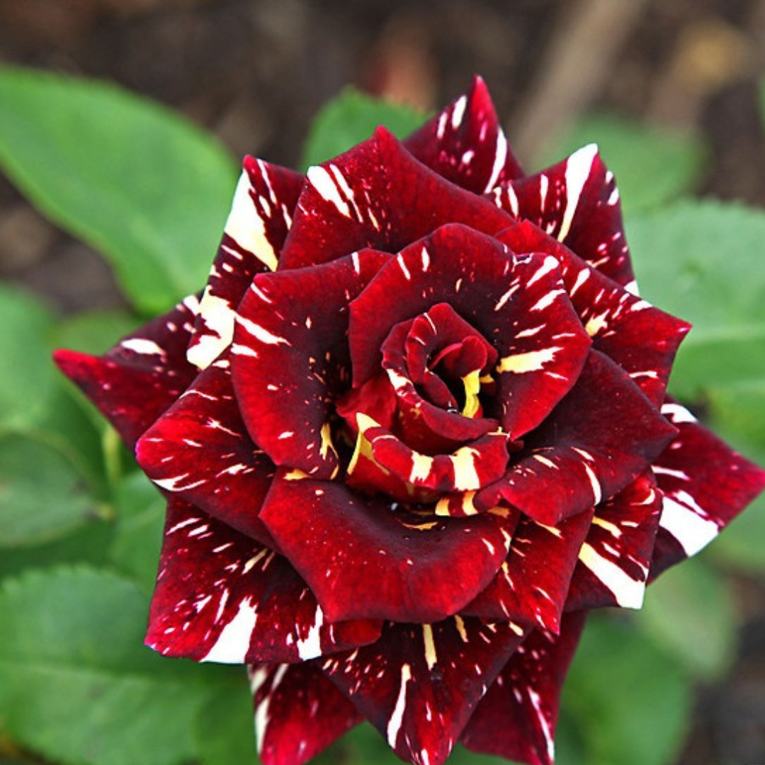 Rosas Tigers - Kit com 300 Sementes + Manual de Cultivo + Frete Grátis