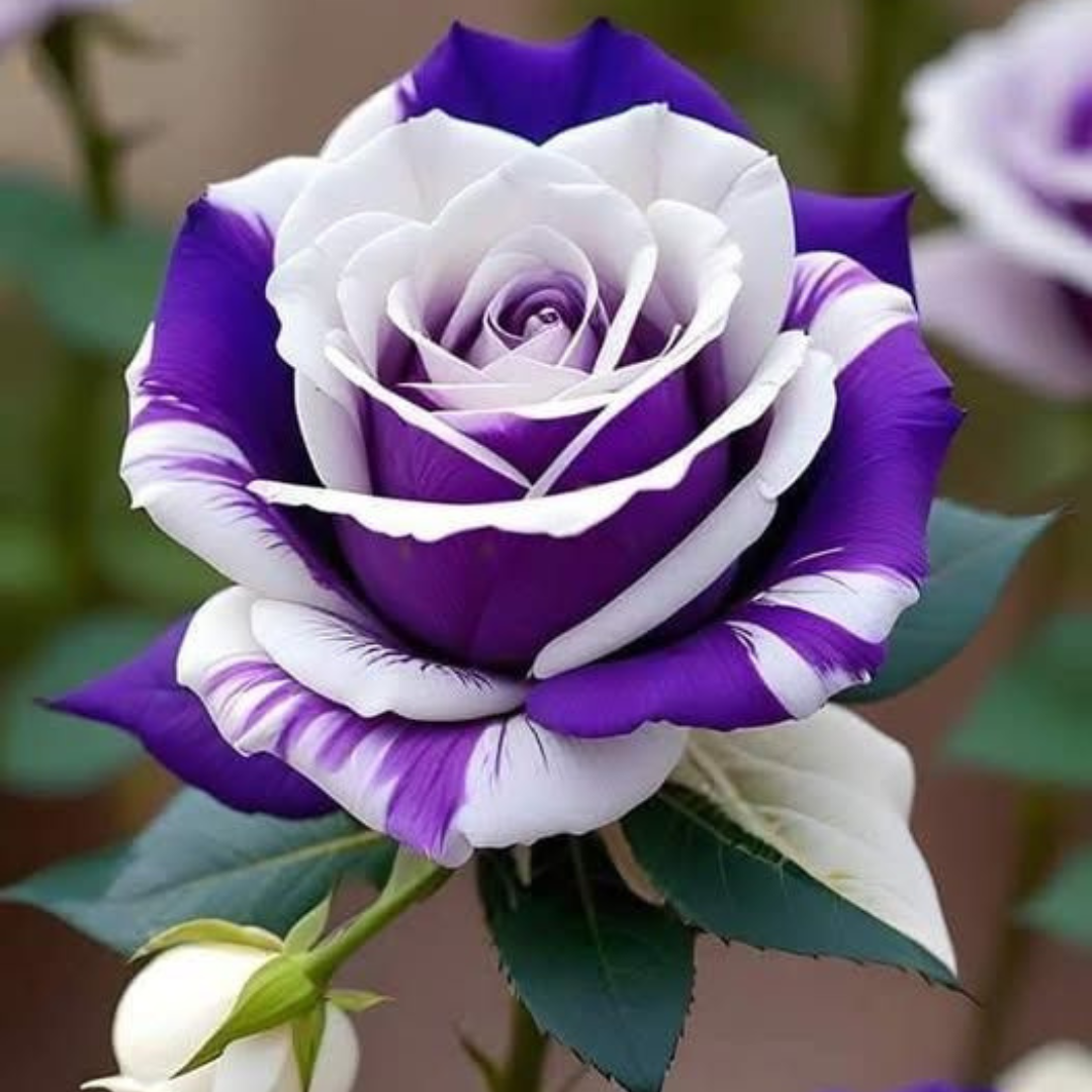 Rosas Tigers - Kit com 300 Sementes + Manual de Cultivo + Frete Grátis