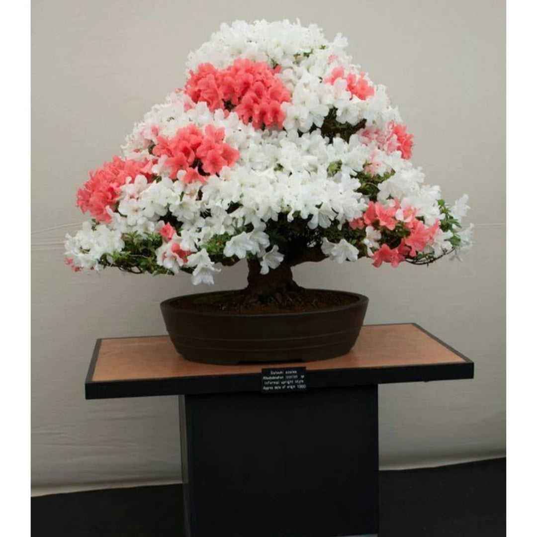 Bonsai Colorido - 200 Sementes