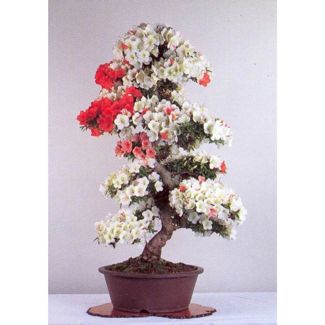 Bonsai Colorido - 200 Sementes