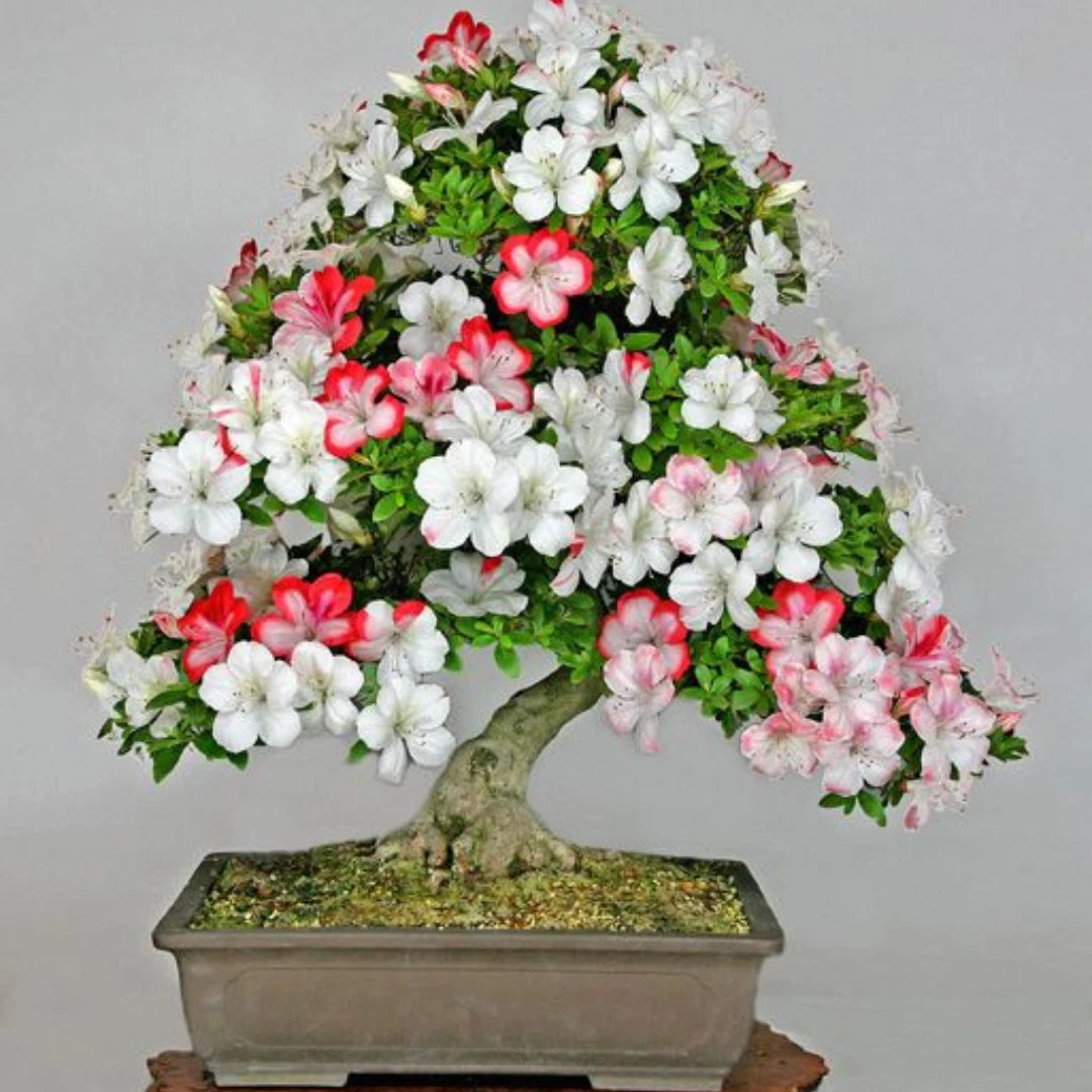 Bonsai Colorido - 200 Sementes