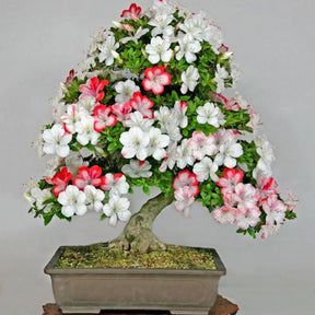 Bonsai Colorido - 200 Sementes