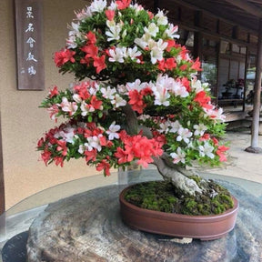 Bonsai Colorido - 200 Sementes