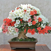 Bonsai Colorido - 200 Sementes