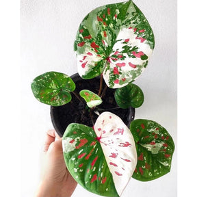 Caladium Tinhorão Kim Tanes Original – 240 Sementes Selecionadas com Alta Taxa de Germinação e Frete Grátis