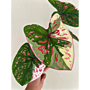 Caladium Tinhorão Kim Tanes Original – 240 Sementes Selecionadas com Alta Taxa de Germinação e Frete Grátis