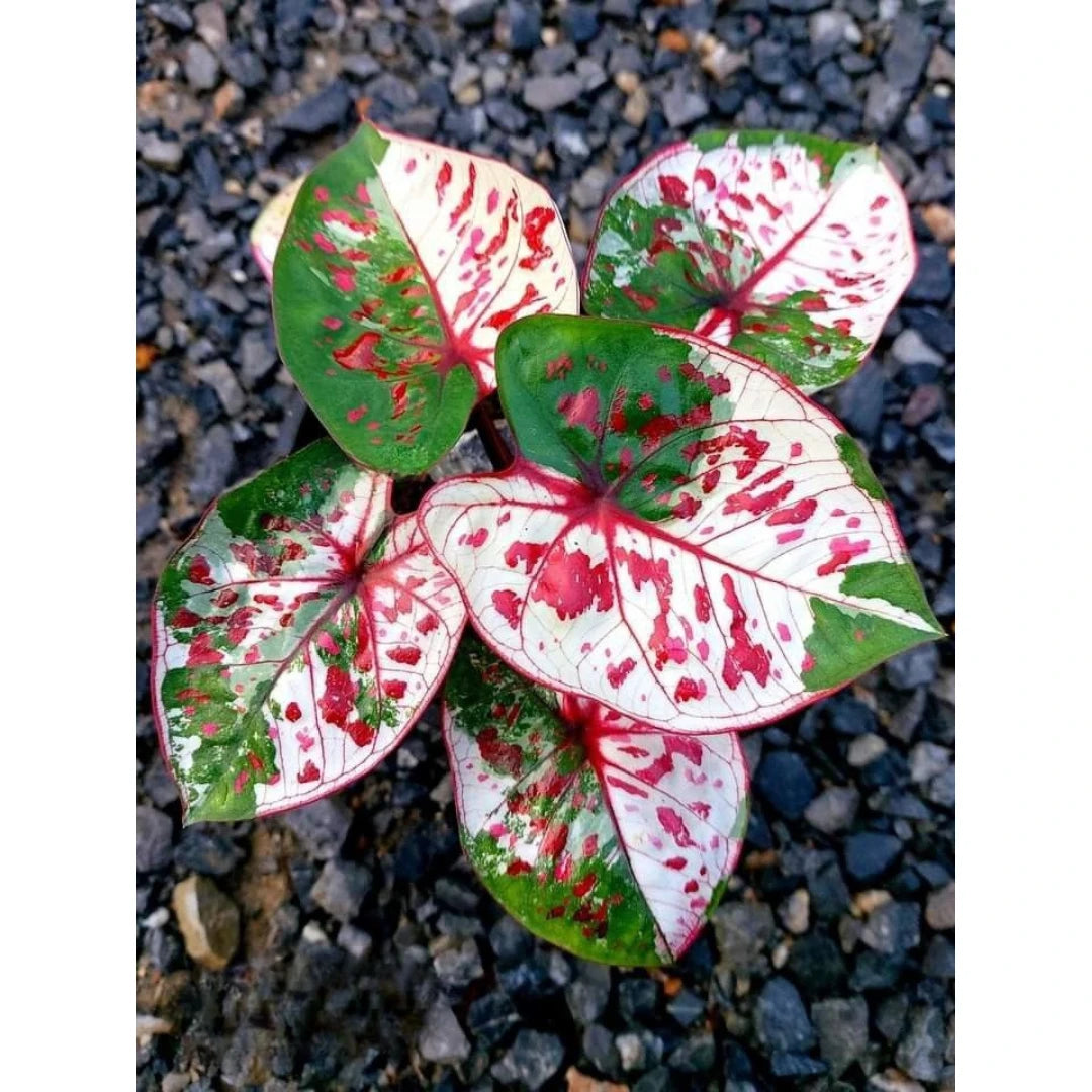 Caladium Tinhorão Kim Tanes Original – 240 Sementes Selecionadas com Alta Taxa de Germinação e Frete Grátis