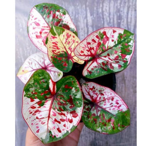 Caladium Tinhorão Kim Tanes Original – 240 Sementes Selecionadas com Alta Taxa de Germinação e Frete Grátis