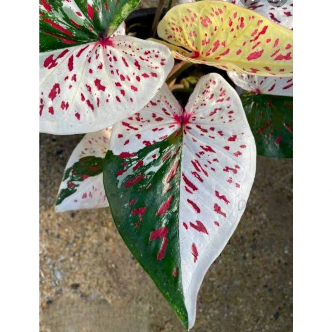 Caladium Tinhorão Kim Tanes Original – 240 Sementes Selecionadas com Alta Taxa de Germinação e Frete Grátis