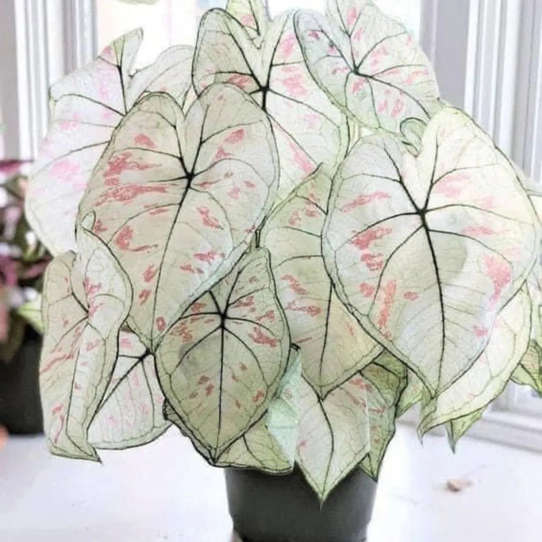 Caladium Branco Japonês Sementes Raras 100 unidades