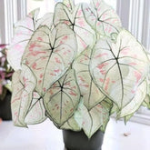 Caladium Branco Japonês Sementes Raras 100 unidades