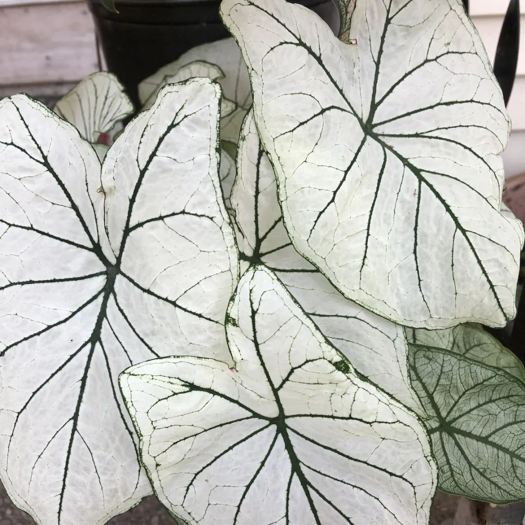 Caladium Branco Japonês Sementes Raras 100 unidades