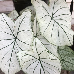 Caladium Branco Japonês Sementes Raras 100 unidades