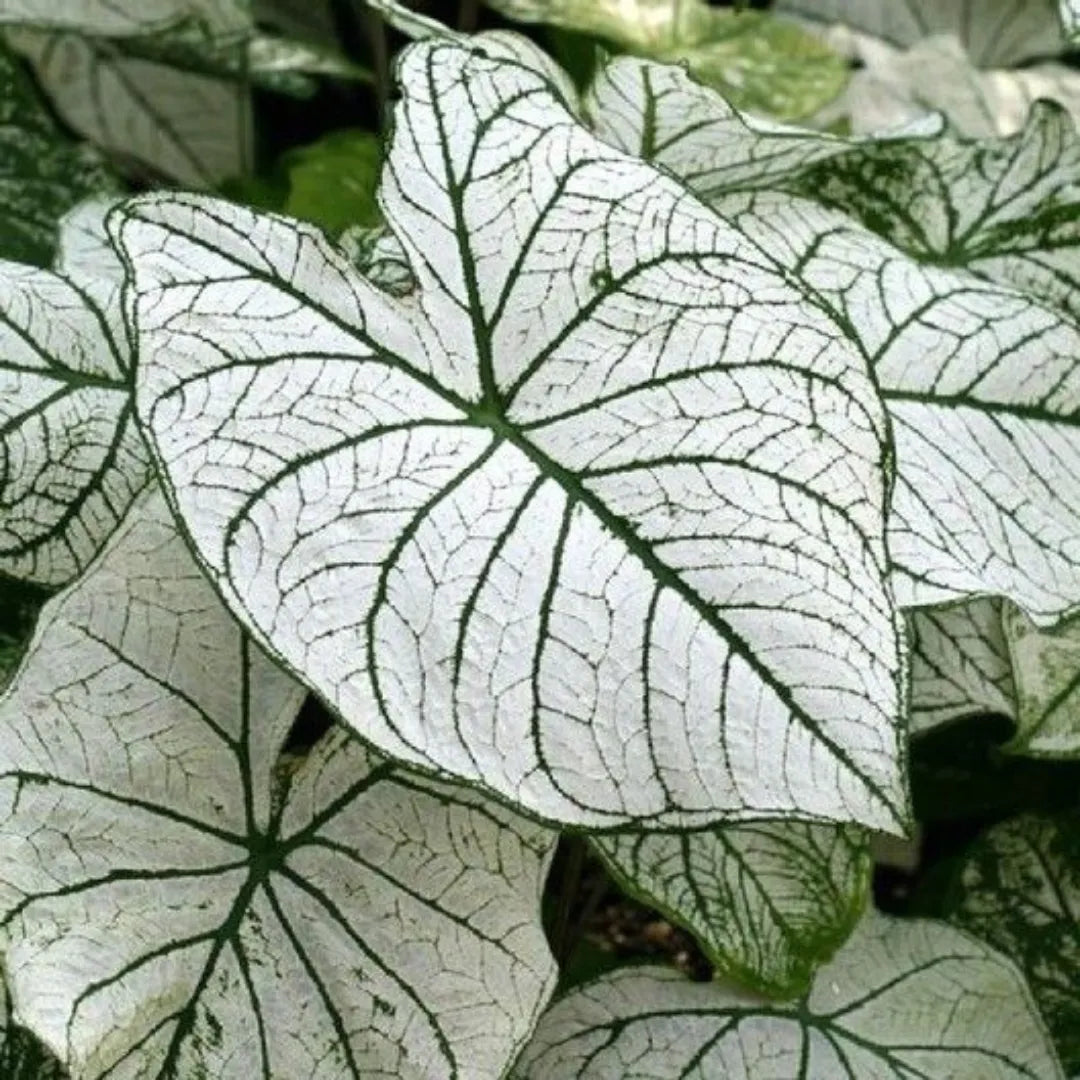Caladium Branco Japonês Sementes Raras 100 unidades