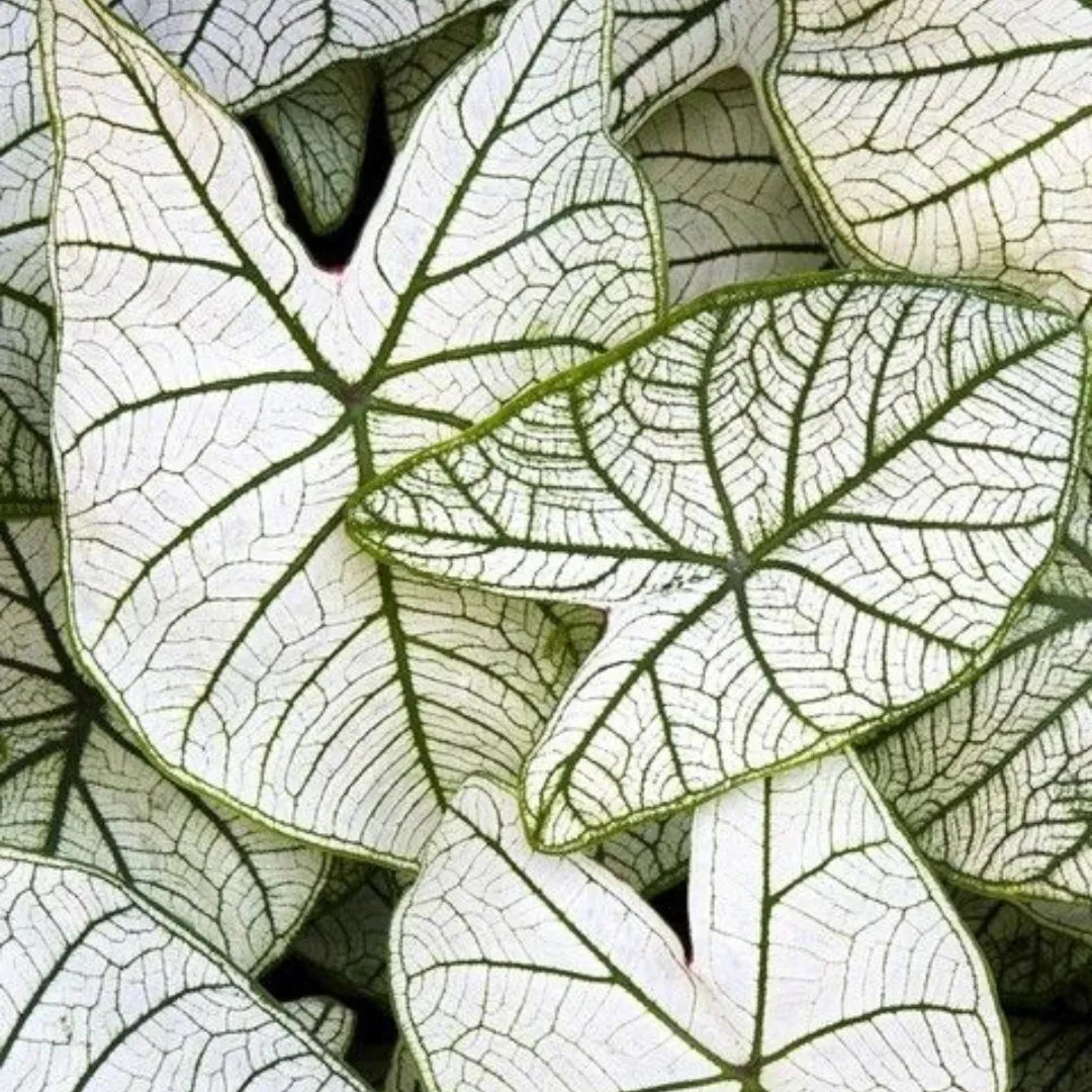 Caladium Branco Japonês Sementes Raras 100 unidades