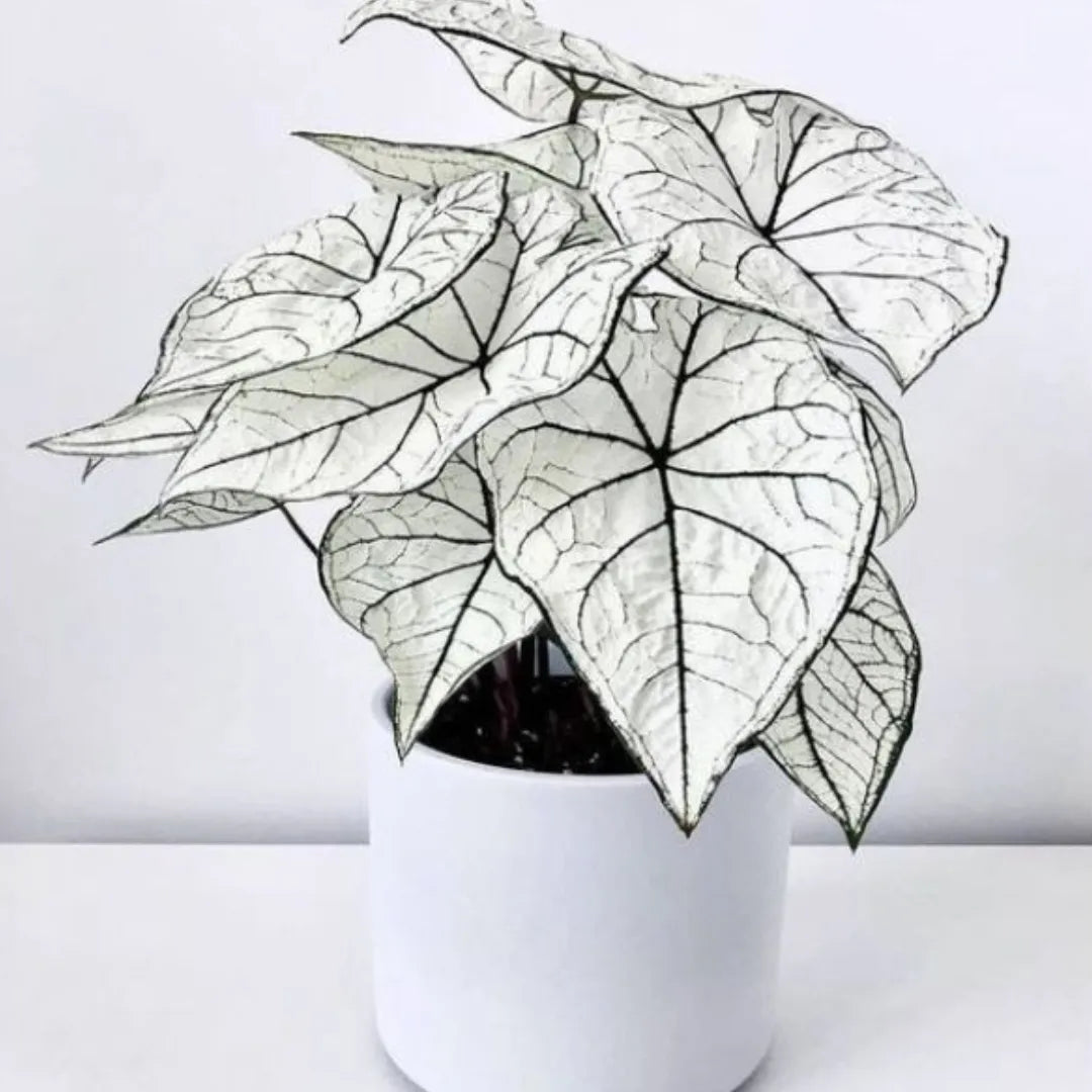 Caladium Branco Japonês Sementes Raras 100 unidades