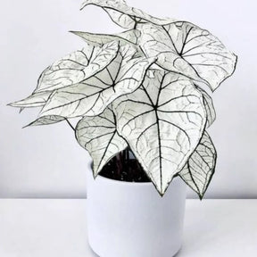 Caladium Branco Japonês Sementes Raras 100 unidades