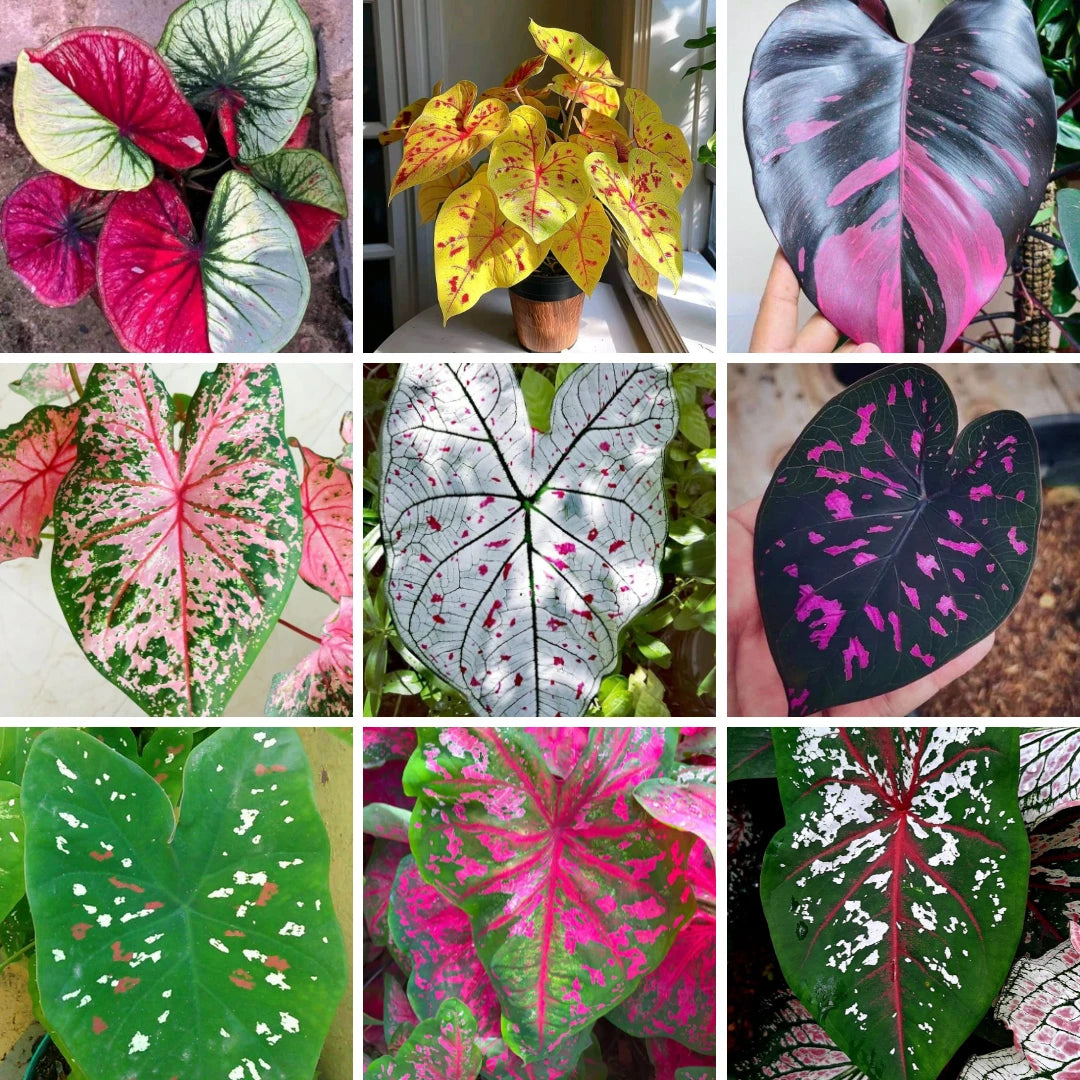 Caladium Tinhorão – 500 Sementes Variadas de Espécies Raras de Colecionador
