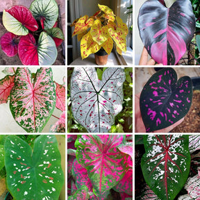 Caladium Tinhorão – 500 Sementes Variadas de Espécies Raras de Colecionador