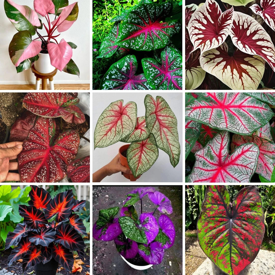 Caladium Tinhorão – 500 Sementes Variadas de Espécies Raras de Colecionador