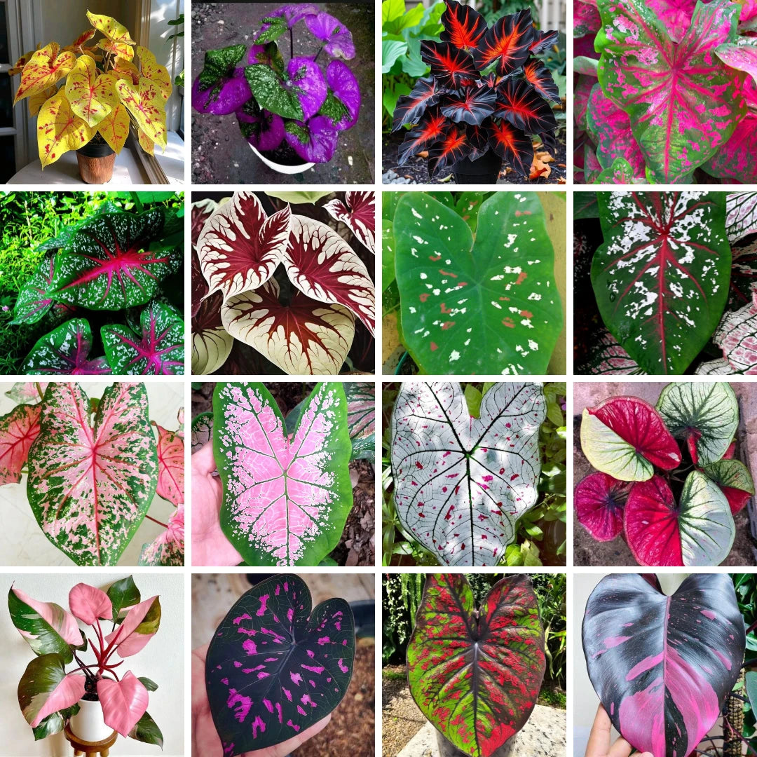 Caladium Tinhorão – 500 Sementes Variadas de Espécies Raras de Colecionador