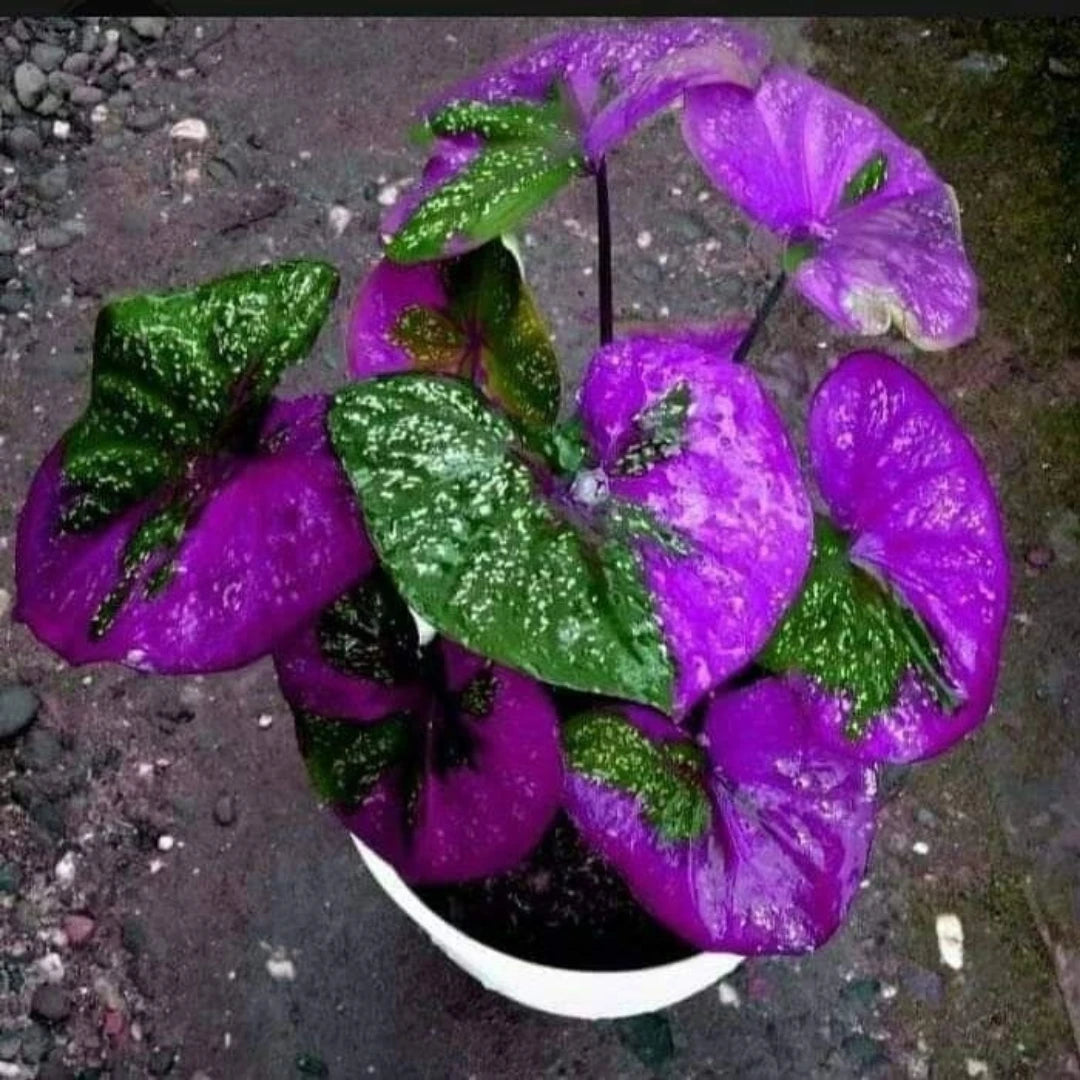 Caladium Tinhorão – 500 Sementes Variadas de Espécies Raras de Colecionador