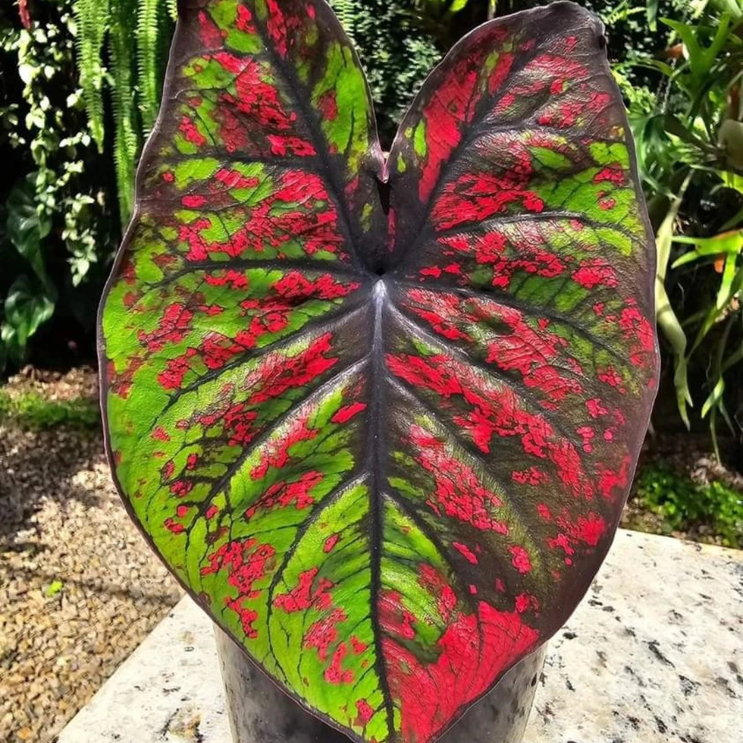Caladium Tinhorão – 500 Sementes Variadas de Espécies Raras de Colecionador