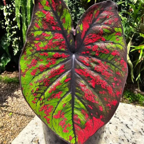 Caladium Tinhorão – 500 Sementes Variadas de Espécies Raras de Colecionador